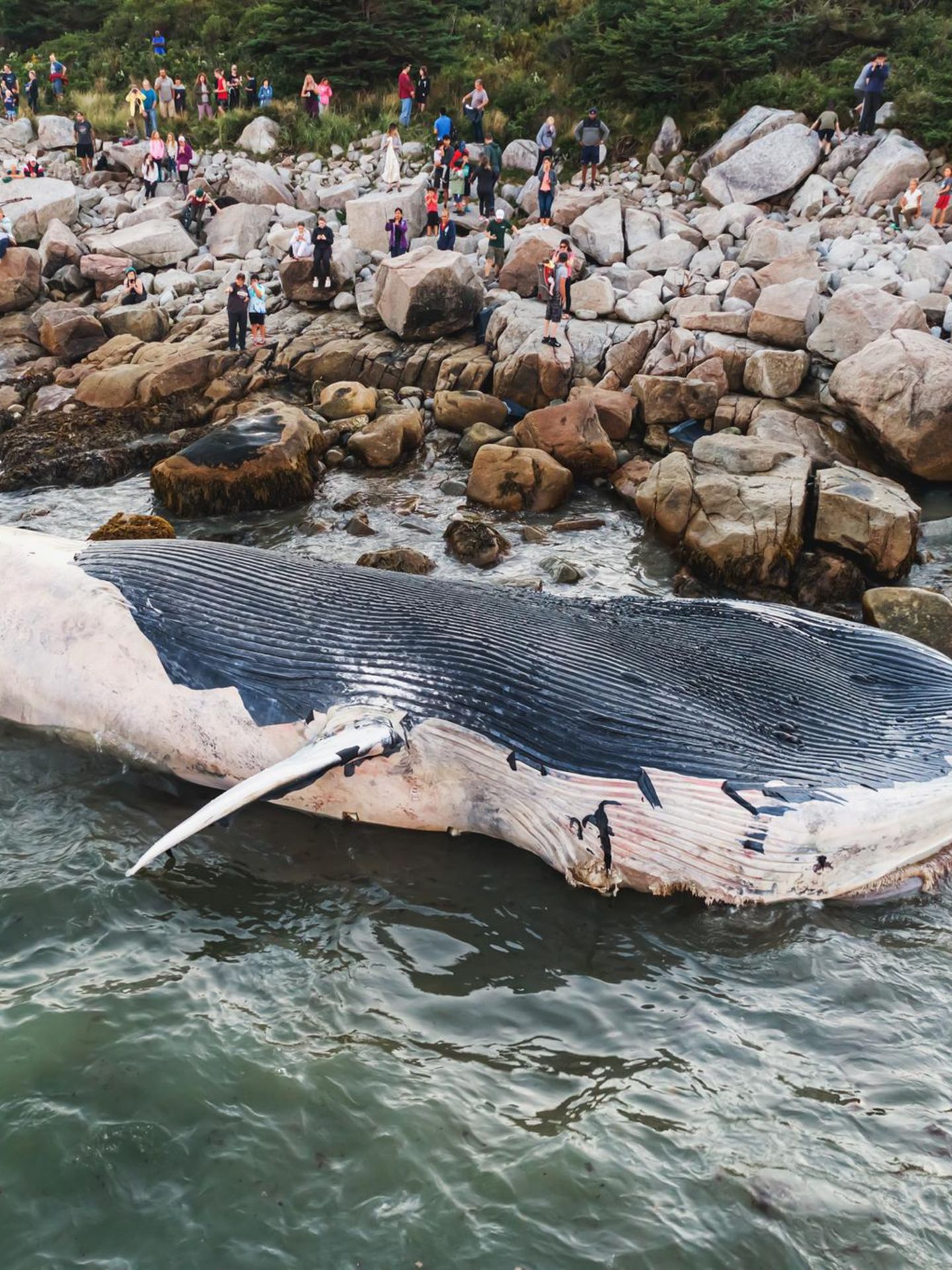 Ein Blauwal liegt an der Küste Canada