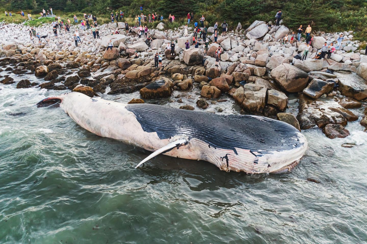 Ein Blauwal liegt an der Küste Canada