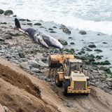 Ein Wal liegt an der Küste von Peru. Ein Bagger bahnt sich den Weg zu ihm.