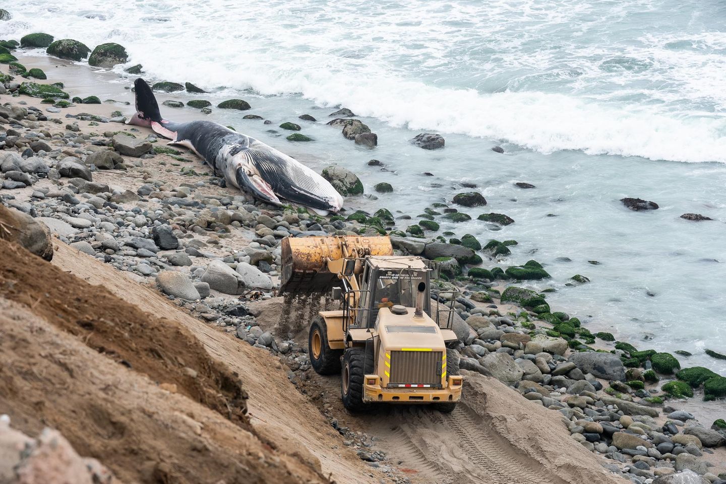 Ein Wal liegt an der Küste von Peru. Ein Bagger bahnt sich den Weg zu ihm.
