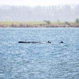 Der Wal "Timmy" mit zwei Hilfskräften