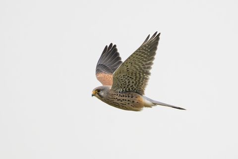 Ein Falke ist auf der B312 durch das Fahrerfenster eines Transporters geflogen und gestorben. (Symbolbild) Foto: Silas Stein/dpa
