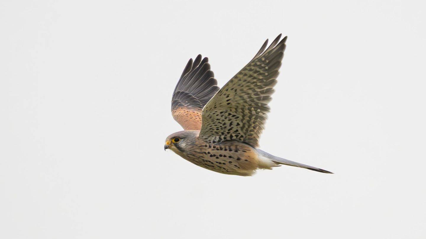 Ein Falke ist auf der B312 durch das Fahrerfenster eines Transporters geflogen und gestorben. (Symbolbild) Foto: Silas Stein/dpa