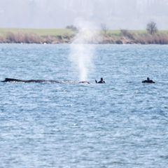 Einsatzkräfte nähern sich dem gestrandeten Wal. Seit rund einer Woche liegt er an derselben Stelle vor Poel