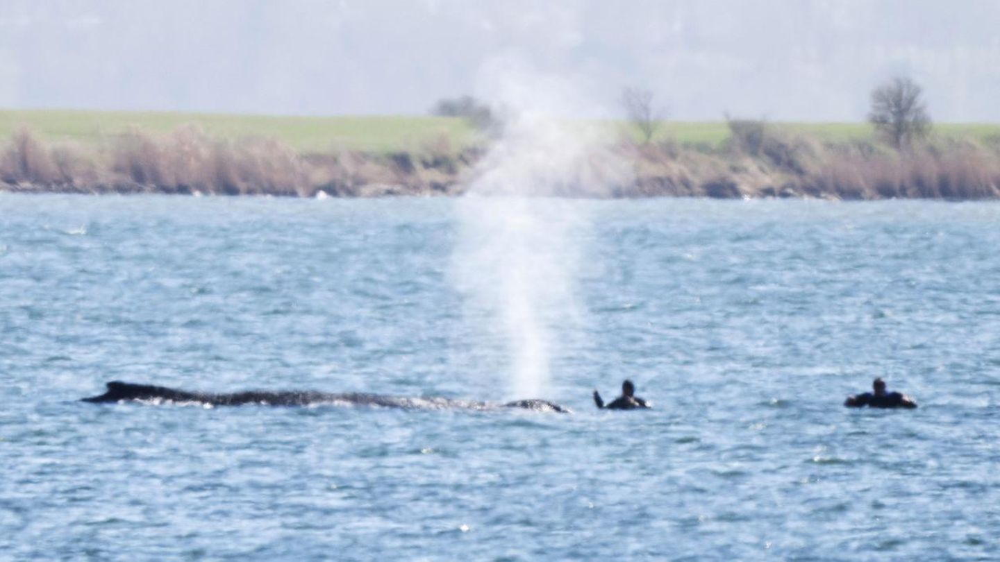 Wal-Newsblog: Noch atmet der Wal – doch sein Zustand verschlechtert sich