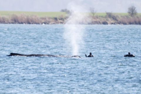 Einsatzkräfte nähern sich dem gestrandeten Wal. Seit rund einer Woche liegt er an derselben Stelle vor Poel