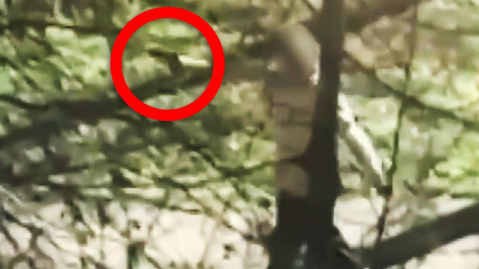 Mann entreißt Polizistin Waffe und schießt auf sie – Videos zeigen Flucht