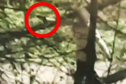 Mann entreißt Polizistin Waffe und schießt auf sie – Videos zeigen Flucht