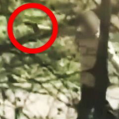 Mann entreißt Polizistin Waffe und schießt auf sie – Videos zeigen Flucht