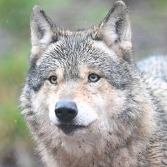 Wölfe im Zoo-Gehege