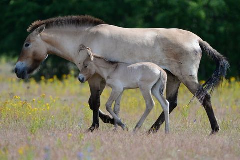 2009 wurden in Hanau mehrere Przewalski-Pferde als Landschaftspfleger auf einem ehemaligen militärischen Trainingsgelände für di
