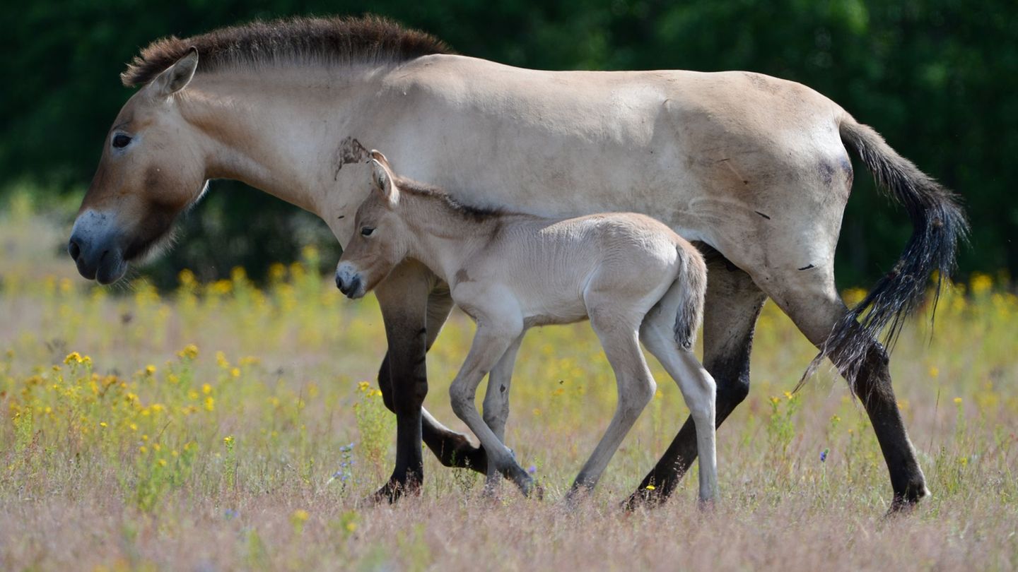 2009 wurden in Hanau mehrere Przewalski-Pferde als Landschaftspfleger auf einem ehemaligen militärischen Trainingsgelände für di