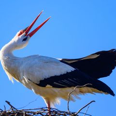 Ein Storchennest in Pausin ist nun im Livestream zu beobachten. (Symbolbild) Foto: Patrick Pleul/dpa