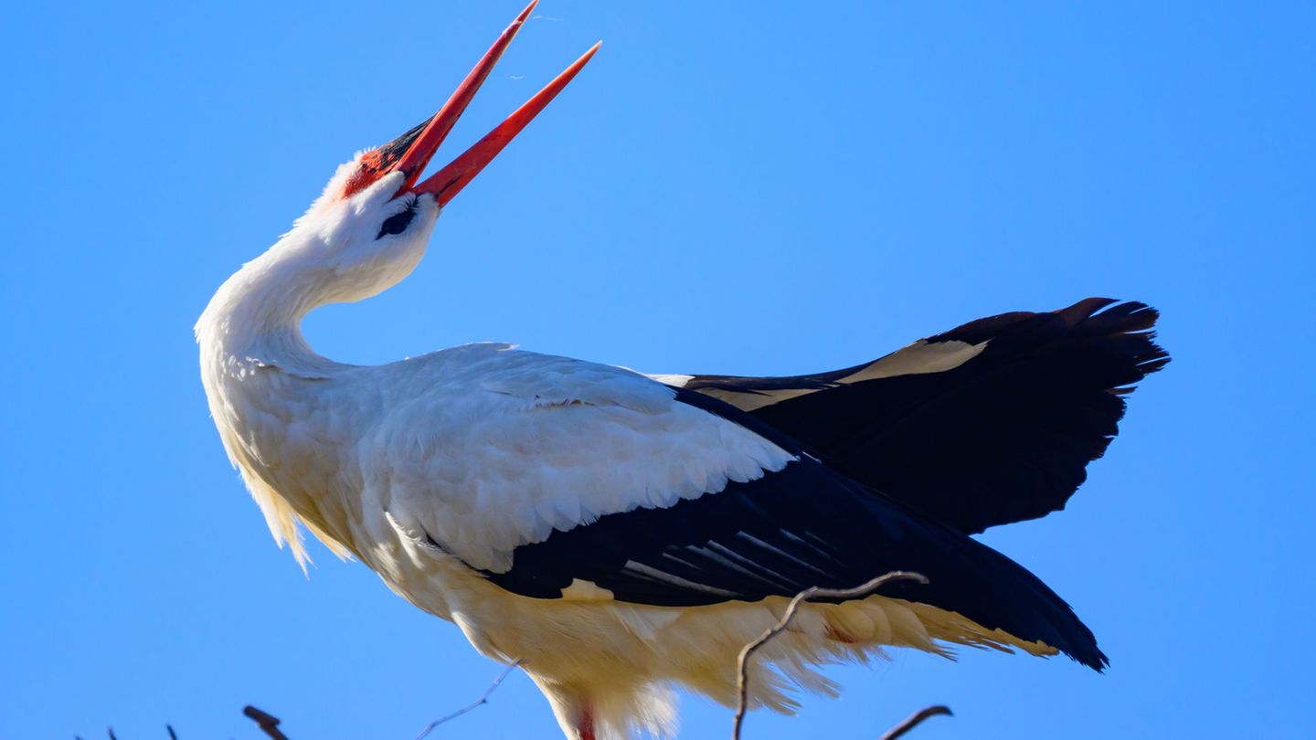 Ein Storchennest in Pausin ist nun im Livestream zu beobachten. (Symbolbild) Foto: Patrick Pleul/dpa