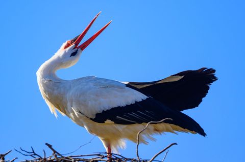 Ein Storchennest in Pausin ist nun im Livestream zu beobachten. (Symbolbild) Foto: Patrick Pleul/dpa