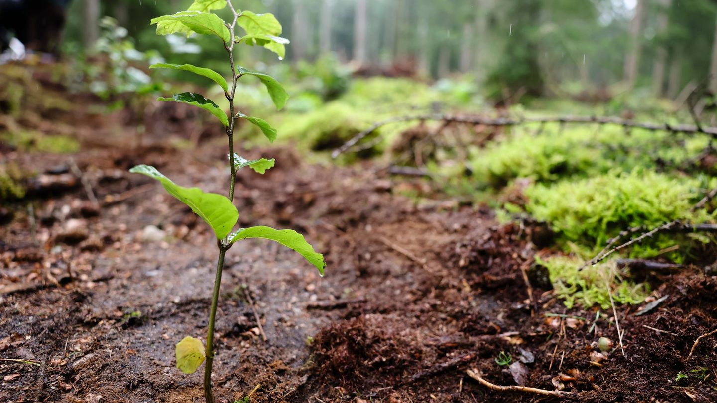 Damit der Wald erneuert werden kann, werden junge Bäume gebraucht. (Archivbild) Foto: Frank Molter/dpa