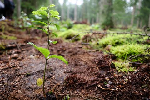 Damit der Wald erneuert werden kann, werden junge Bäume gebraucht. (Archivbild) Foto: Frank Molter/dpa