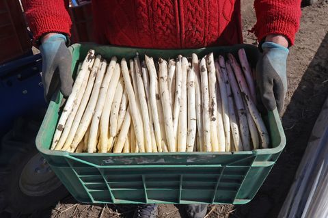 In Mecklenburg-Vorpommern hat die Spargelernte begonnen. Foto: Bernd Wüstneck/dpa