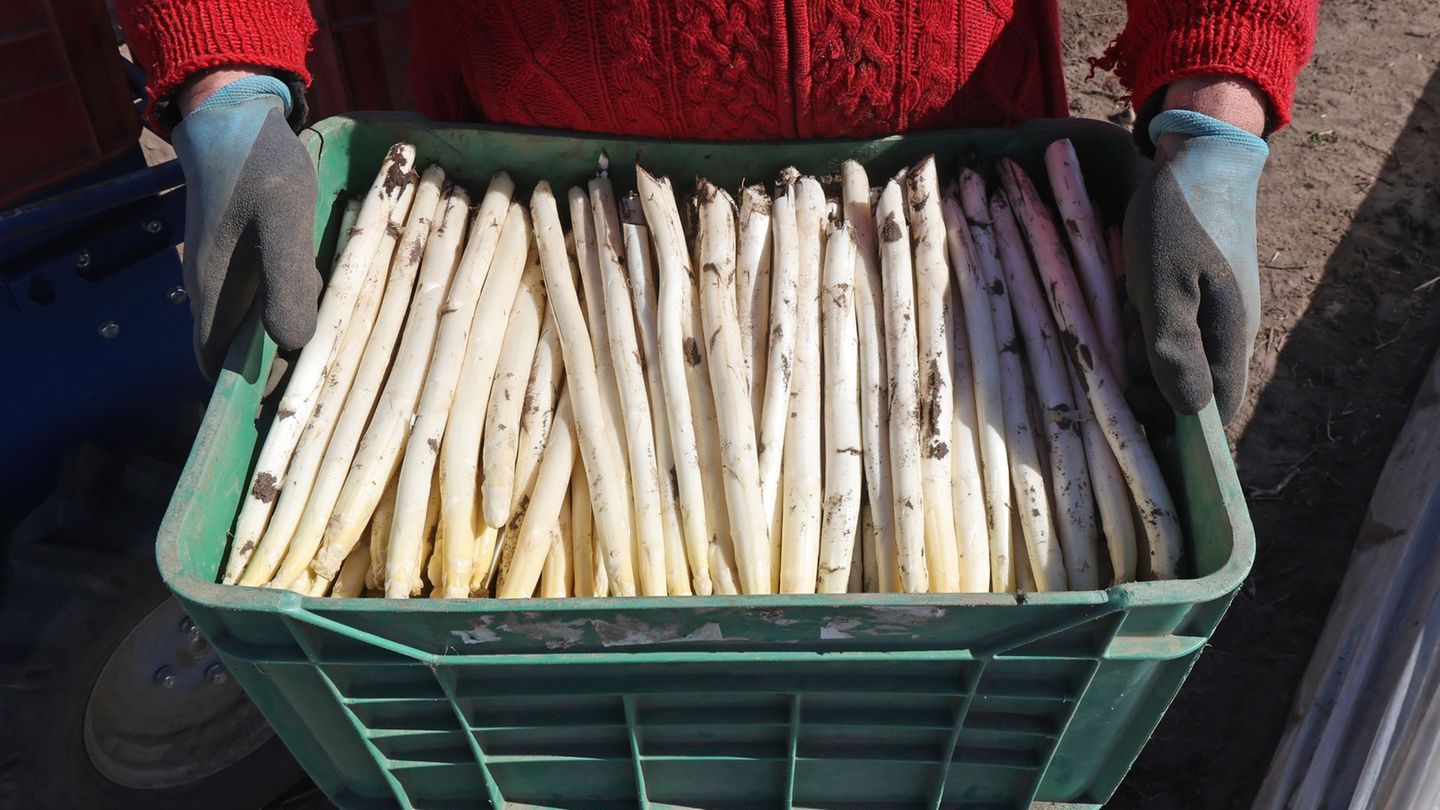 In Mecklenburg-Vorpommern hat die Spargelernte begonnen. Foto: Bernd Wüstneck/dpa