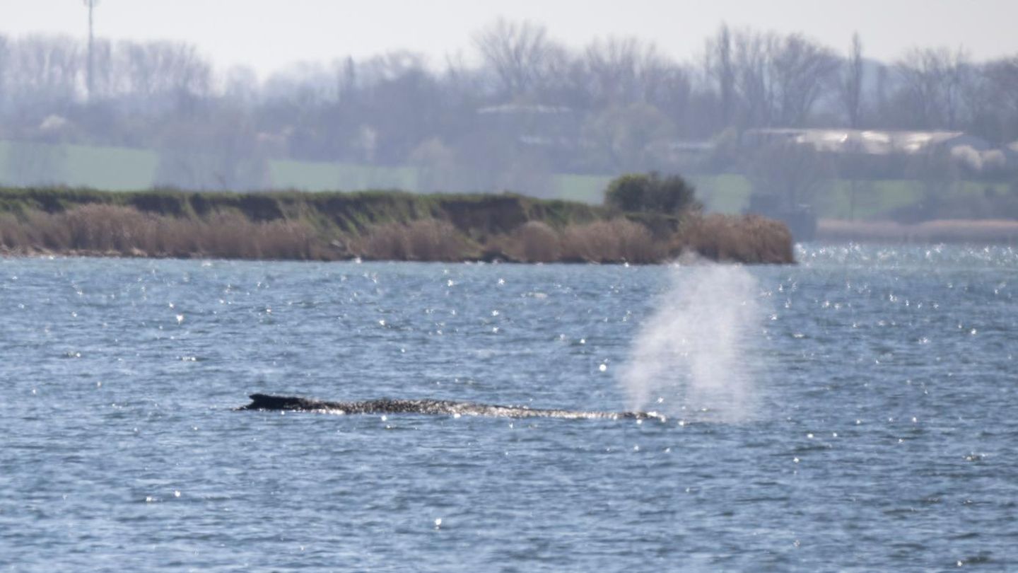 Drama in der Ostsee: Möwen könnten blasige Haut des Buckelwals aufpicken