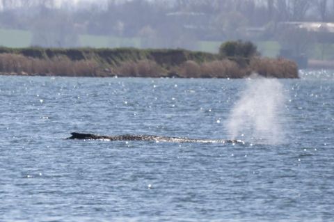 Der gestrandete Wal in der Wismarbucht