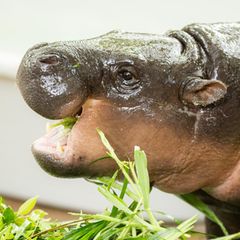 Zwergflusspferd Moo Deng