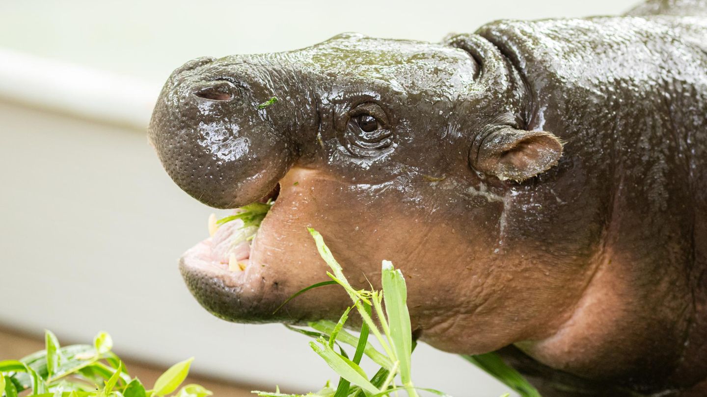 Virales Mini-Flusspferd: Mann bricht in Moo Dengs Gehege ein – Gericht verurteilt ihn