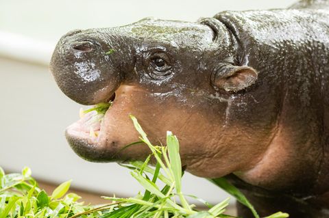 Zwergflusspferd Moo Deng