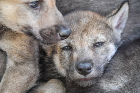 Bald könnten sich Wolfswelpen im Südwesten herumtreiben. (Archivbild) Foto: Patrick Pleul/dpa-Zentralbild/dpa