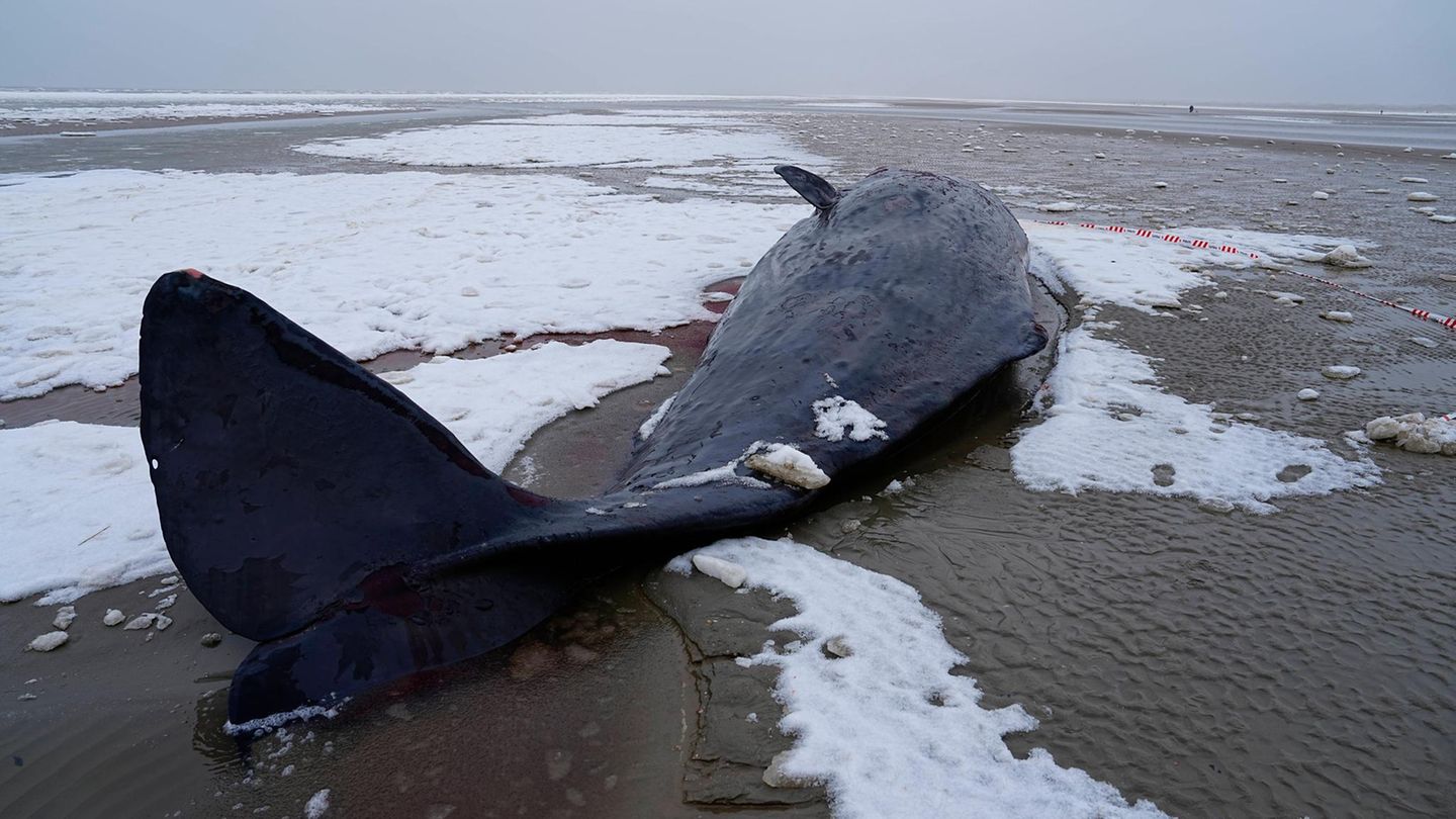 Wal liegt am schneebedeckten Strand
