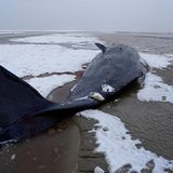 Wal liegt am schneebedeckten Strand