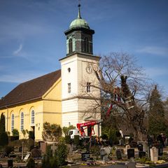 Die uralte Linde ist stark geschwächt und braucht ein Stützgerüst. Foto: Sina Schuldt/dpa