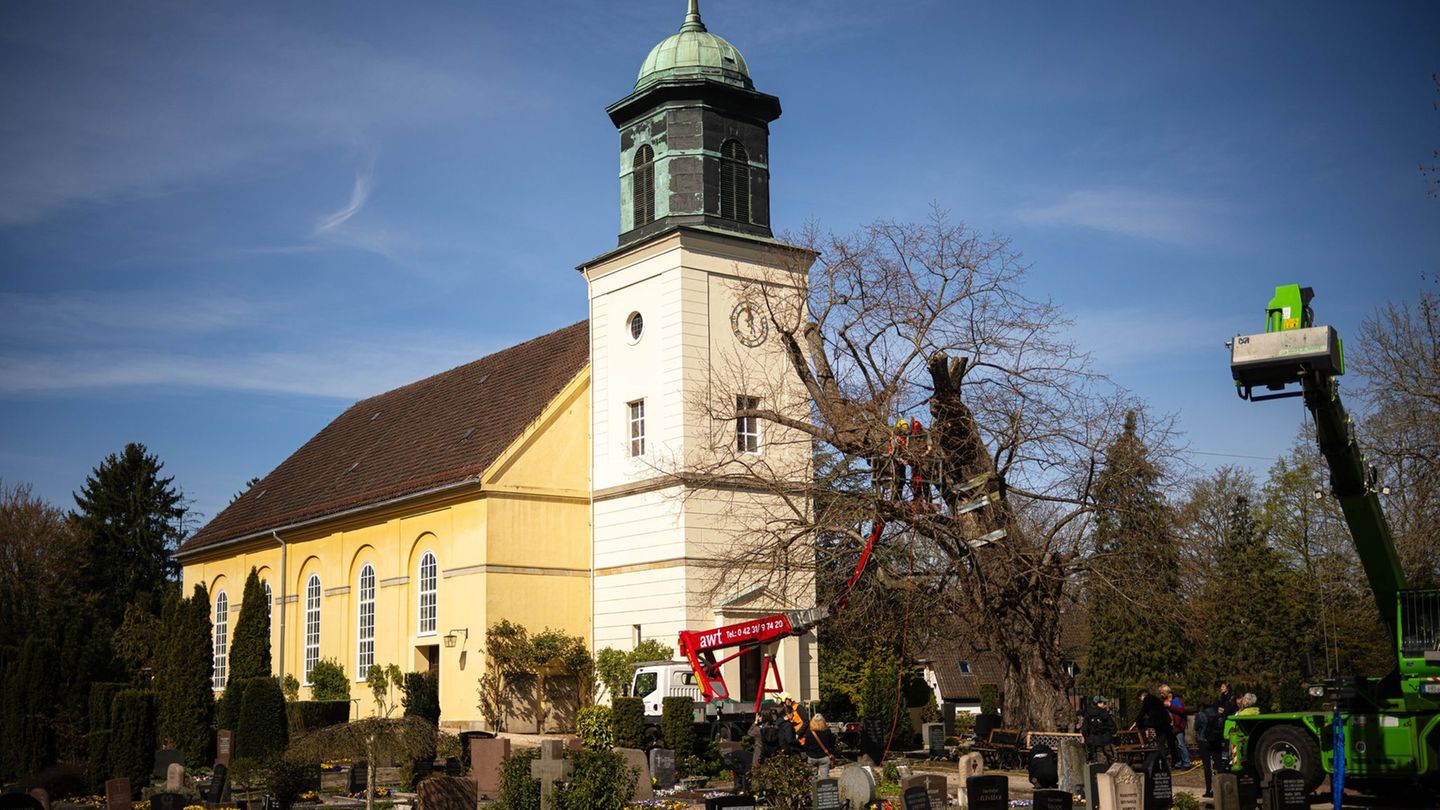 Die uralte Linde ist stark geschwächt und braucht ein Stützgerüst. Foto: Sina Schuldt/dpa