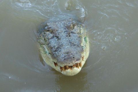 Ein Krokodil schwimmt