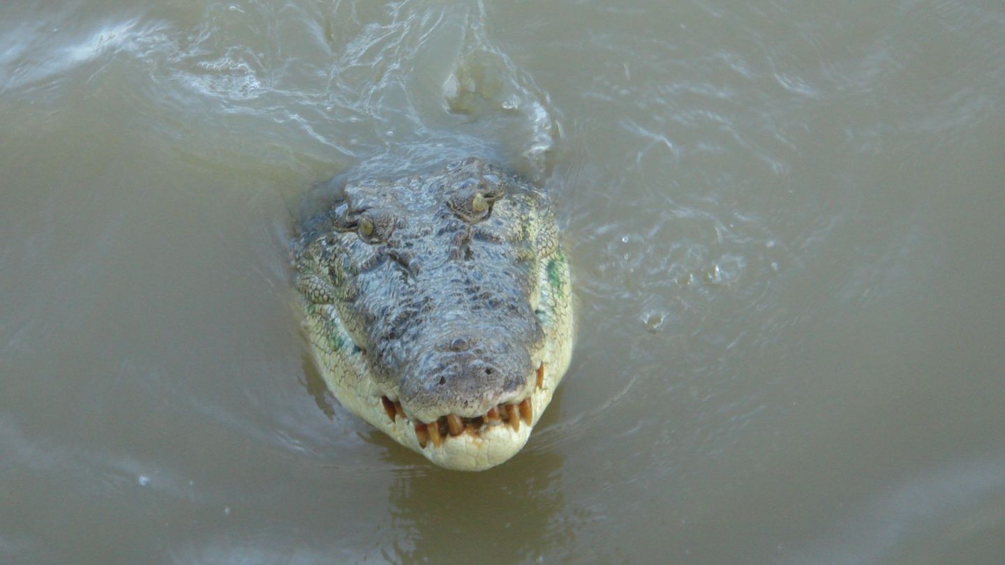 Ein Krokodil schwimmt