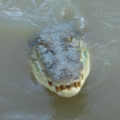 Ein Krokodil schwimmt