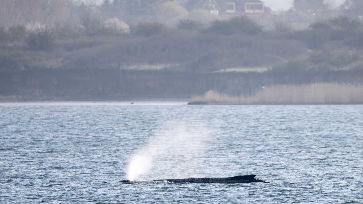 Ostseeküste: Fall von Buckelwal Timmy gilt als weltweit einzigartig