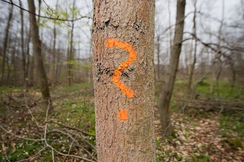 Eine Esche steht, mit einem Fragezeichen markiert, in einem Wald