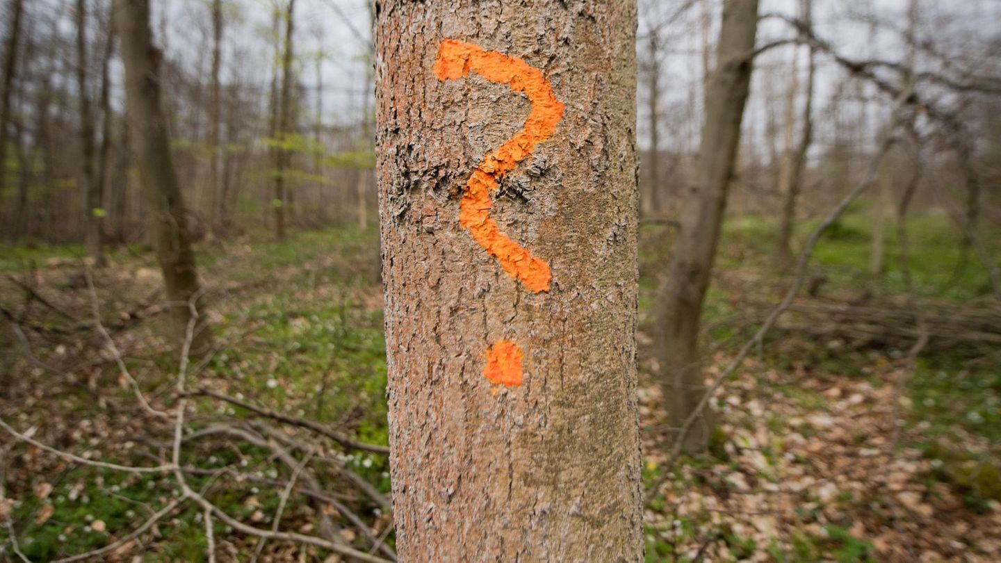 Eine Esche steht, mit einem Fragezeichen markiert, in einem Wald