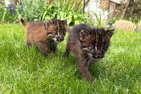 Asiatische Goldkatzen sind in europäischen Zoos seltener als Pandas. (Handout) Foto: -/Zoo Heidelberg/dpa