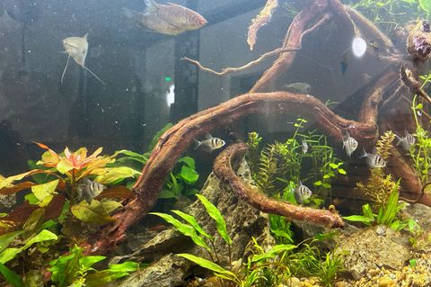 Nach dem Großbrand an der Grundschule Beuthener Straße in Hannover Ende November sind zehn Fische und eine Garnele nun in ihr ne