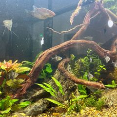 Nach dem Großbrand an der Grundschule Beuthener Straße in Hannover Ende November sind zehn Fische und eine Garnele nun in ihr ne