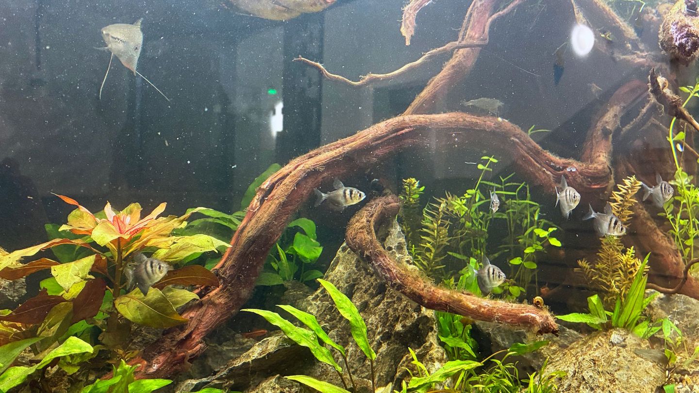 Nach Großbrand an Grundschule: Fische überleben Feuer – emotionales Wiedersehen für Kinder