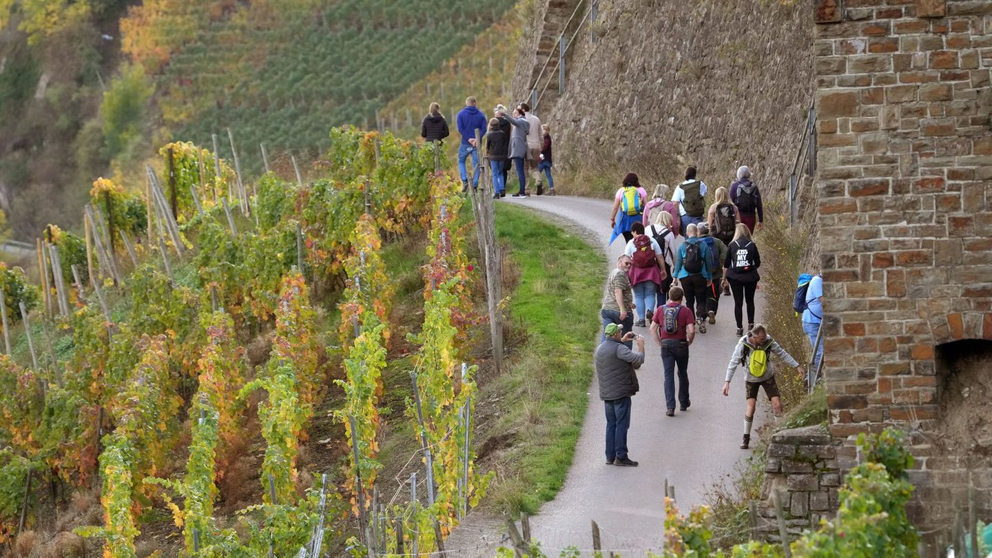 Am letzten April-Wochenende gibt es mehr als 100 geführte Wein-Wanderungen in den Anbaugebieten. (Archivbild) Foto: Thomas Frey/