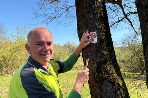 Mitunter kommt es vor, dass ein Baum, an dem eine Markierung hing, nicht mehr steht. Dann gilt es, eine neue Stelle für die Hinw