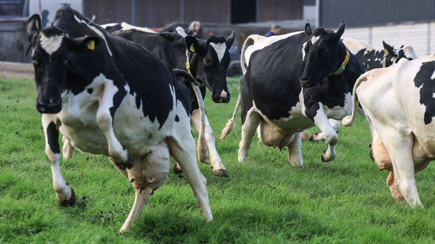 Kühe rennen beim Weideaustrieb auf die Wiesen. (Archivbild) Foto: Oliver Berg/dpa