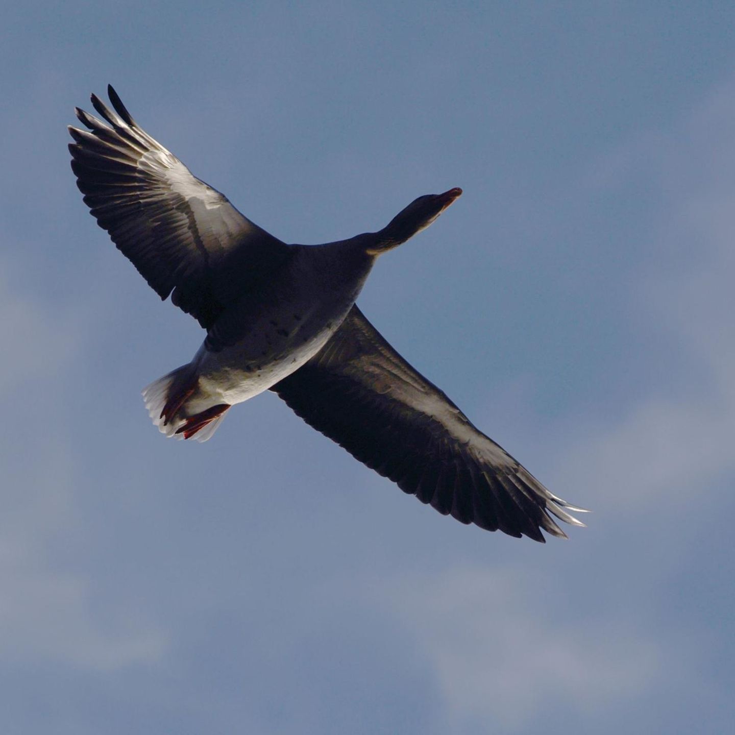 Die Vogelgrippe trifft viele Wildtiere weltweit