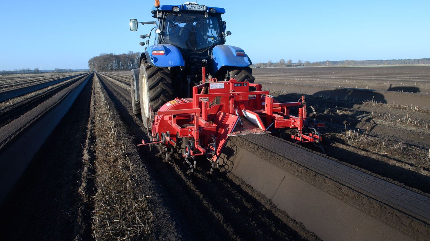 Weniger Stickstoff soll Gewässer schützen - kann aber Erträge mindern. (Archivbild) Foto: Klaus-Dietmar Gabbert/dpa