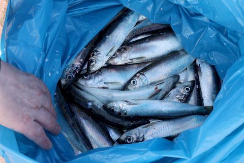 Am Rostocker Stadthafen wird aktuell kräftig Hering geangelt. Foto: Bernd Wüstneck/dpa
