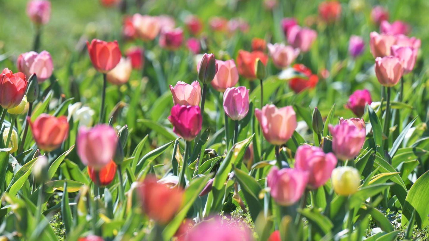 Wetter: Sonne-Wolken-Mix über Bayern